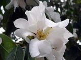 Camellia yuhsienensis