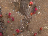 Paeonia suffruticosa