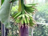 Dwarf banana
