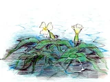 Ottelia ulvifolia
