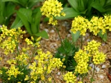 yellow whitlow-grass
