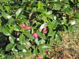 山茶花 '獅子頭'