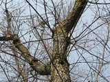 Oriental white oak