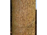 Antiaris toxicaria