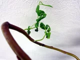 ウンリュウヤナギ
