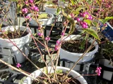 Callicarpa japonica