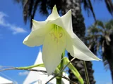 Crinum bulbispermum
