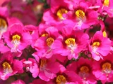 蛾蝶花