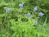 Echinops setifer