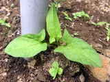 henbane