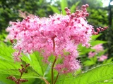 Filipendula multijuga