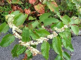 Japanese knotweed