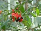 Mickey mouse plant