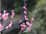 梅 大盃