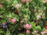 Grevillea banksii