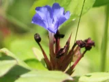 藍雪花