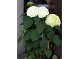 西洋紫陽花 アナベル