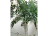 bottle Palm