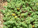 Wilkstroemia uva-ursi