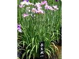 花菖蒲 ’長生殿'