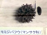 Liquidambar styraciflua