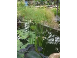 紙莎草