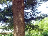 Nikko Fir Abies homolepis