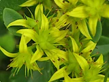 Sedum kamtschaticm