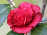 山茶花 '小杂七杂八 '