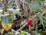 Kadsura japonica