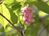 Prunus 'Kanzan'