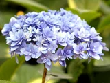 山绣球花 '现代时代