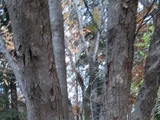 Japanese bird cherry