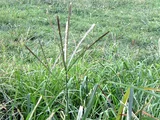 Eleusine indica