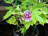 変化牵牛花 '亲牡丹'
