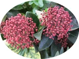 Skimmia rubella