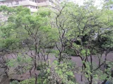Japanese Pagoda Tree