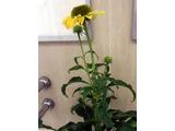 Echinacea purpurea
