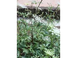 Angelica acutiloba