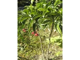 Ardisia crenata