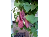 Aristolochia littoralis