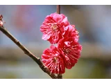 梅花 ’鹿岛红’