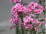 Phlox paniculata
