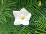 Cypress Vine