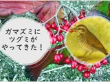 ガマズミ