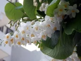 ハクウンボク