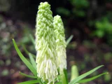Chionographis japonica