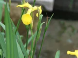 キショウブ
