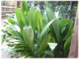 Cast-iron Plant