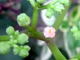 烏蘞莓